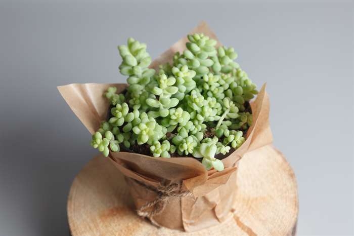 Sedum Morganianum succulent plant isolated on gray background.