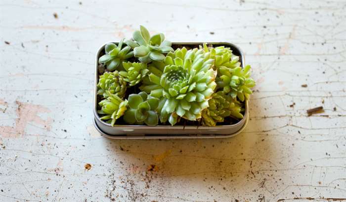 10th wedding anniversary gift ideas tin mint container succulents