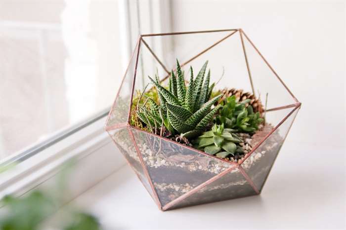 mini succulent garden in glass terrarium