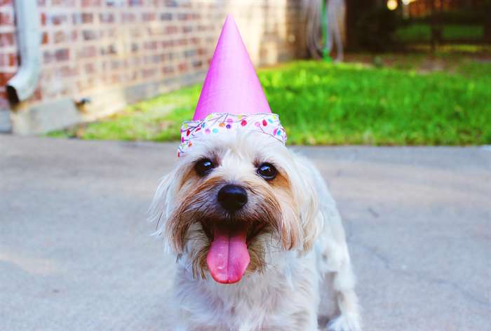 Nón sinh nhật cho chó mèo  Ohmypet Petshop