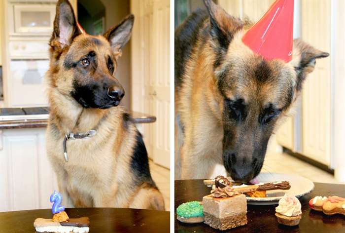 Chia sẻ hơn 55 về sinh nhật cho chó mới nhất  cdgdbentreeduvn