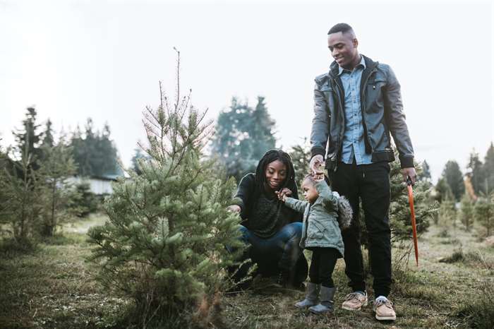 Gia đình trẻ chọn cây thông Noel