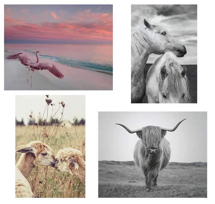 Animals art library images of different backgrounds
