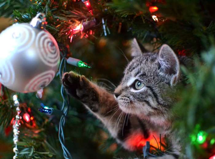 Grey tabby kitten playing with ornament in Christmas tree.