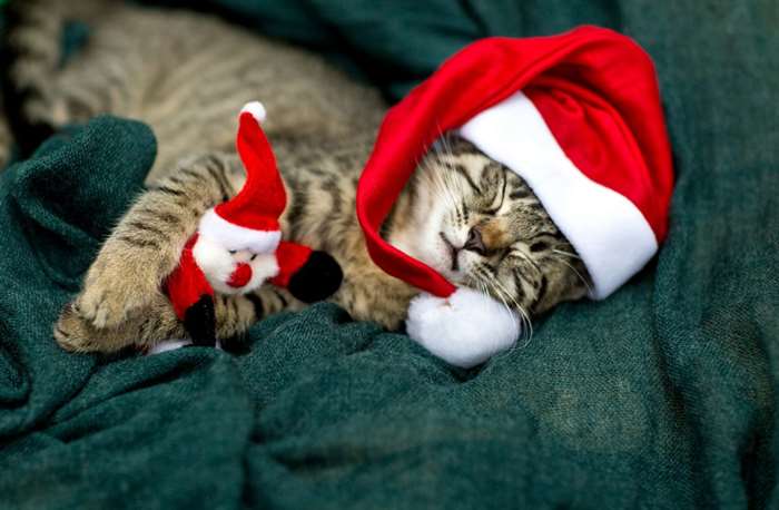 A sleeping little cat with santa hat.
