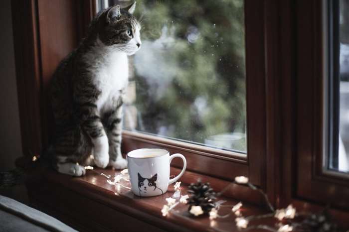 Christmas decoration, window, domestic cat.