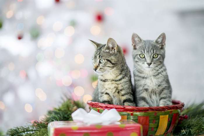 Hai chú mèo con ngồi trong giỏ Giáng sinh màu đỏ. Xung quanh họ là những cành linh sam xanh, và một món quà được gói bằng một chiếc nơ. Ở hậu cảnh có một cây thông Noel màu trắng với đèn.
