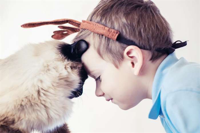 Mèo và trẻ em chơi với chiếc mũ tuần lộc.