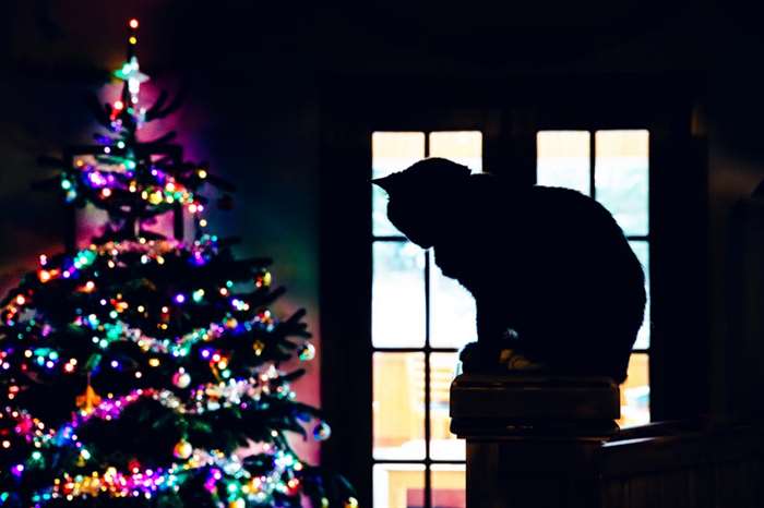 Con mèo ngồi trong phòng khách vào ban đêm với cây thông Noel được thắp sáng.