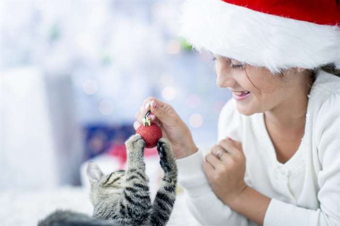 Một cô bé đội mũ ông già Noel nằm trên sàn phòng khách, chơi với một chú mèo con màu xám và đồ trang trí cây thông Noel.