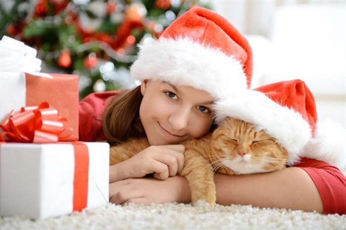 Girl with a cat in a Christmas interior with Santa hats.
