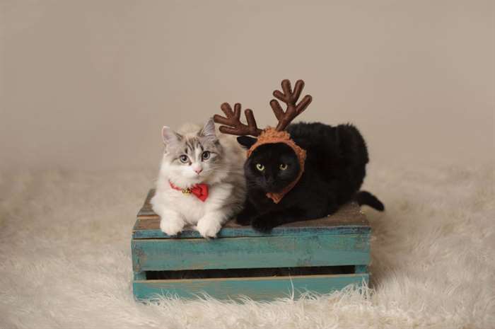 Hai con mèo chụp ảnh chân dung Giáng sinh.