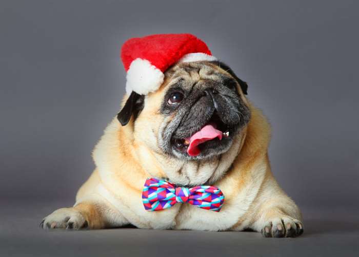 Chú chó pug Giáng sinh với mũ và cà vạt của ông già Noel.