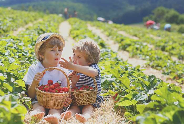 hai cậu bé ăn dâu tây trên cánh đồng