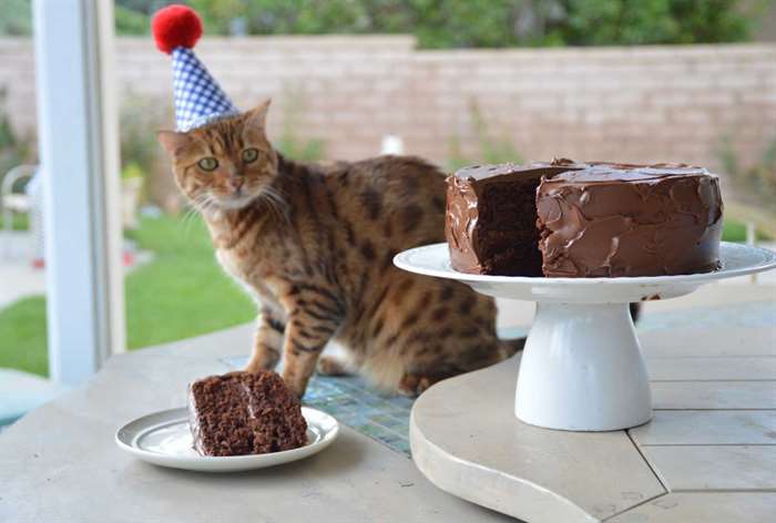 Bánh gao sinh nhật Nàng mèo tiểu thư Marie thật duyên dáng trong ngày sinh  nhật bé gái 5581  Bánh fondant