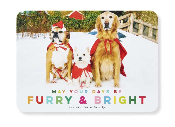 Ba chú chó tạo dáng chụp ảnh thiệp Giáng sinh dễ thương.