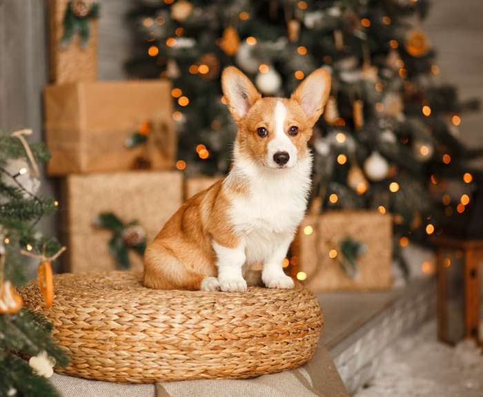 corgi giáng sinh chụp ảnh