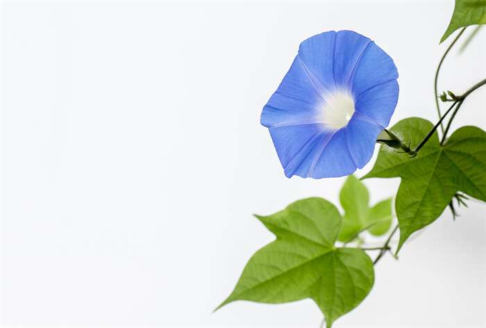 A blue morning glory flower. 