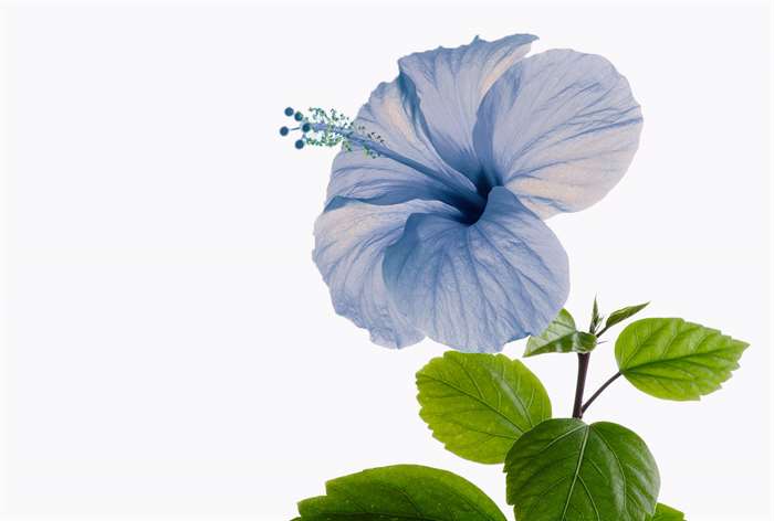 A blue hibiscus flower. 