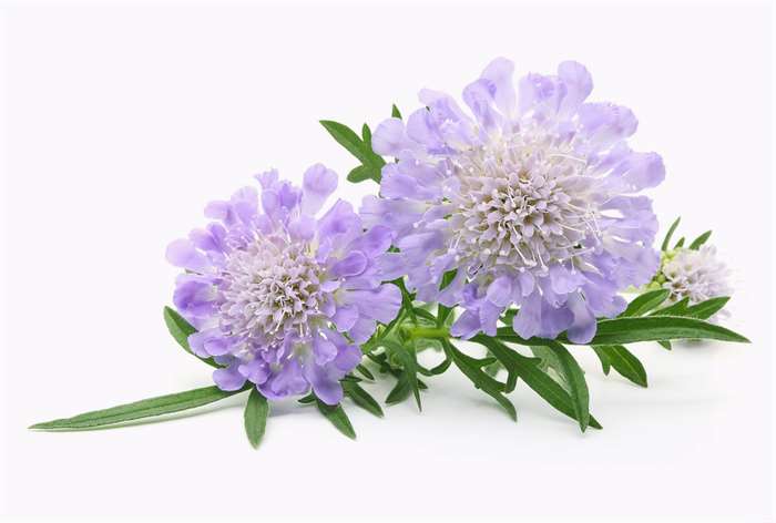 A purple scabiosa flower.