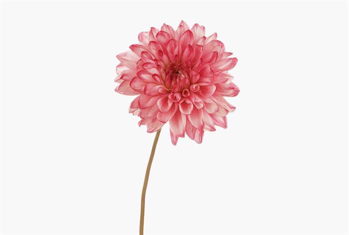 A red dahlia.