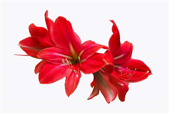 Two red amaryllus blossom flowers. 