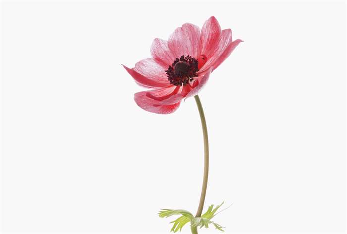 A red anemone flower.