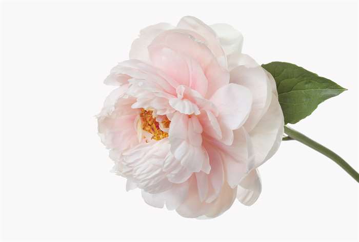 A single pink peony.