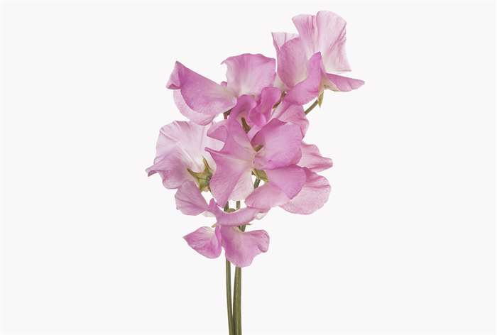 A pink sweet pea flower. 