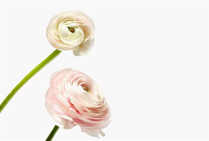 A ranunculus pink bouquet. 