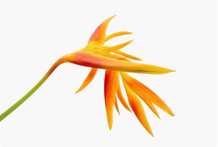 An orange heliconia flower. 