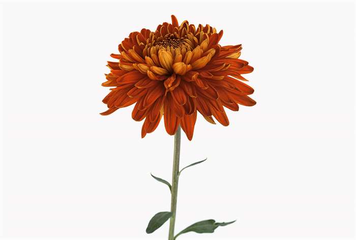 A burnt orange chrysanthemum.