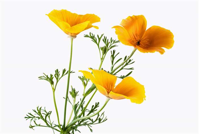 Three poppy yellow flowers. 