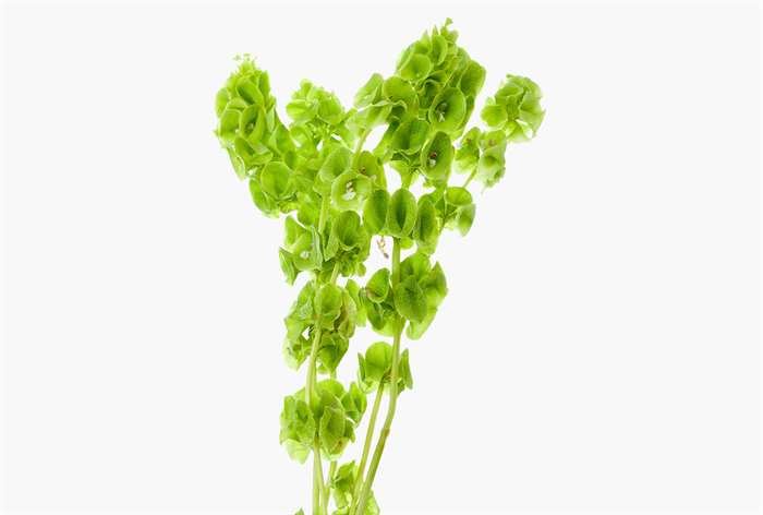 Stems of Bells of Ireland flowers. 