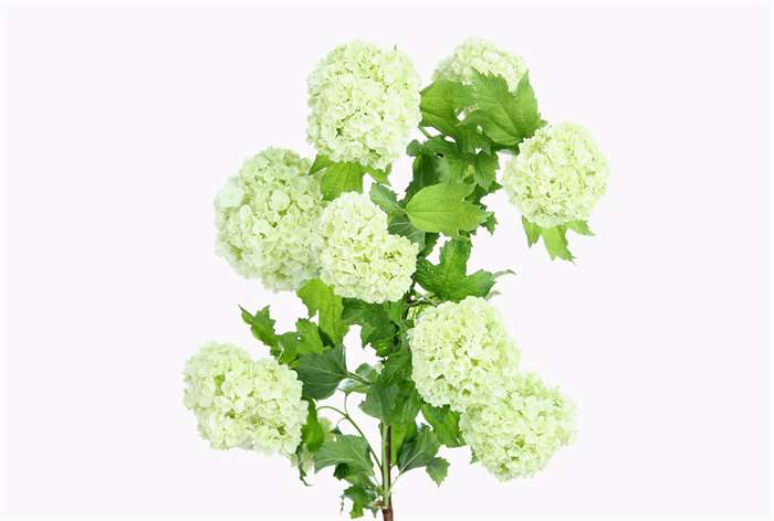 A green hydrangea flower bunch. 