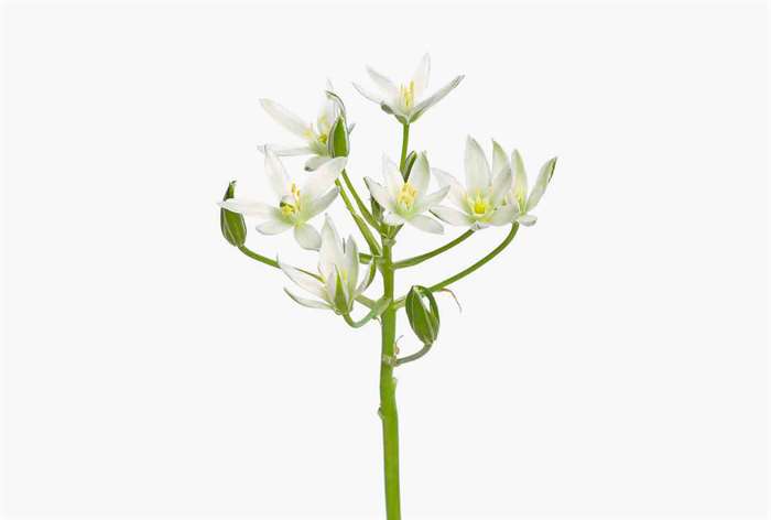 An ornithogalum star of bethlehem stem of flowers. 