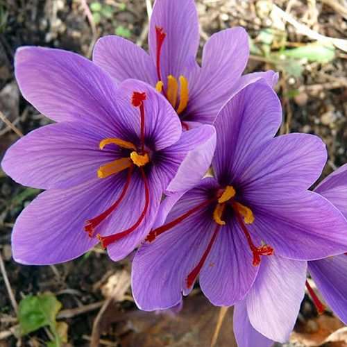 Saffron Crocus