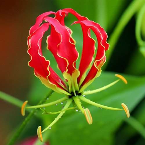 Gloriosa Lily