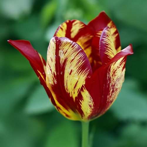 Hoa tulip thế kỷ 17