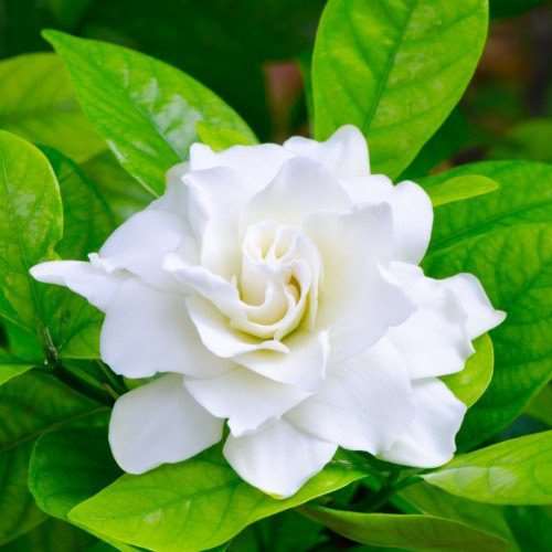 Gardenia