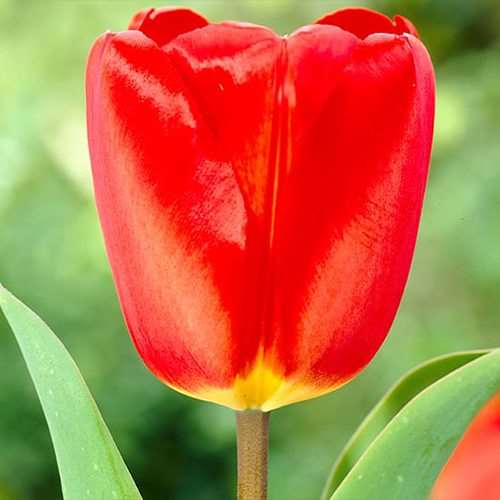 Hoa tulip