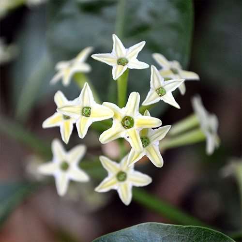 Cestrum Nocturnum