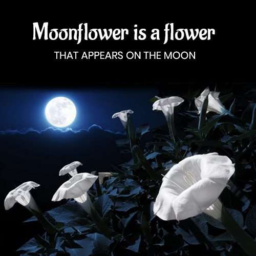 Moonflower là một loài hoa xuất hiện trên mặt trăng