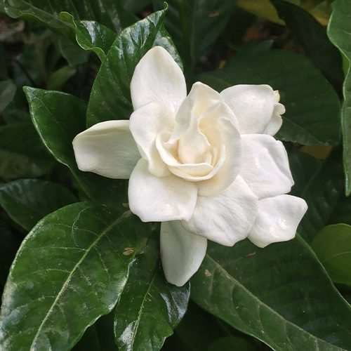 Gardenia Augusta là một loại cây dành dành