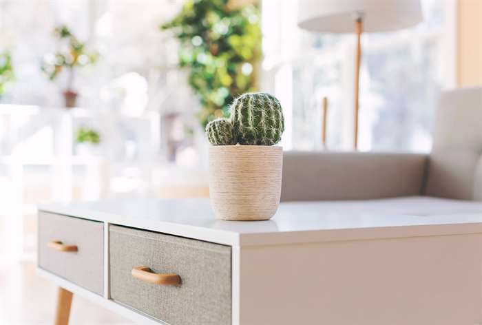 White coffee table with cactus plant.