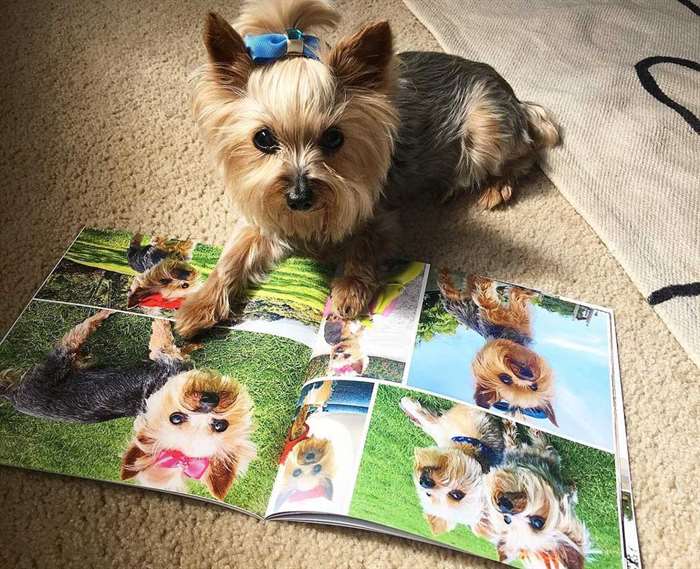 Photos of Fido photo book