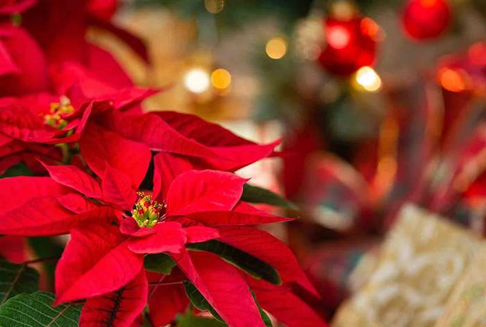 Large poinsettia bloom in front of tree.