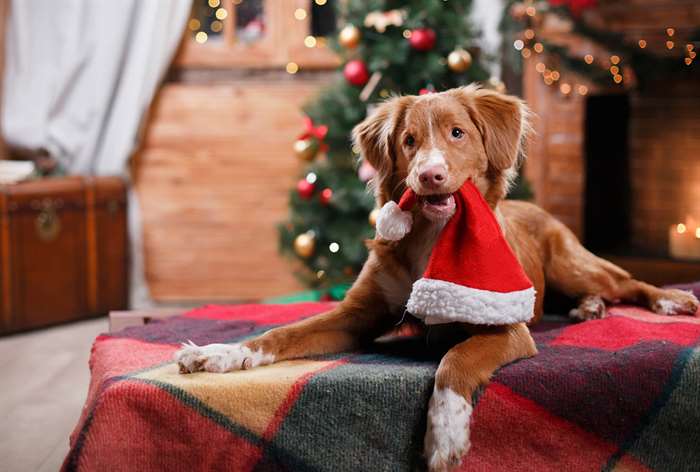 Dog on plaid blanket holding Santa hat.