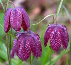 Snakeshead-Fritillary