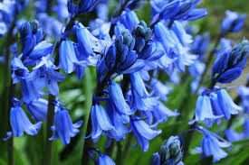 giao hoa - Bluebell